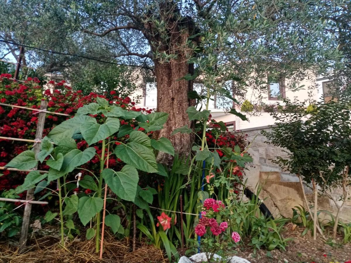 Apartmani Bosco Tivat Exteriör bild